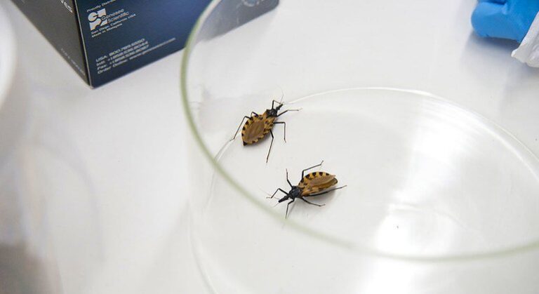 Dia Mundial de Combate à Doença de Chagas foca em prevenção e tratamento