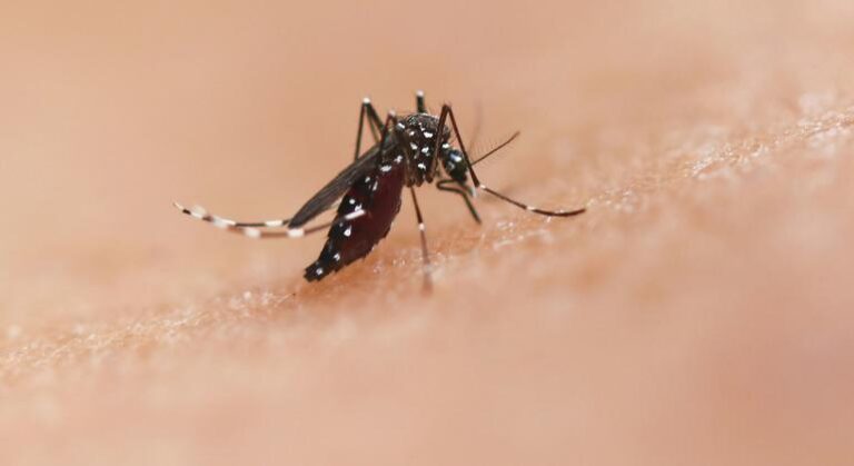 Agência quer conter mosquito no combate a dengue, zika e chikungunya