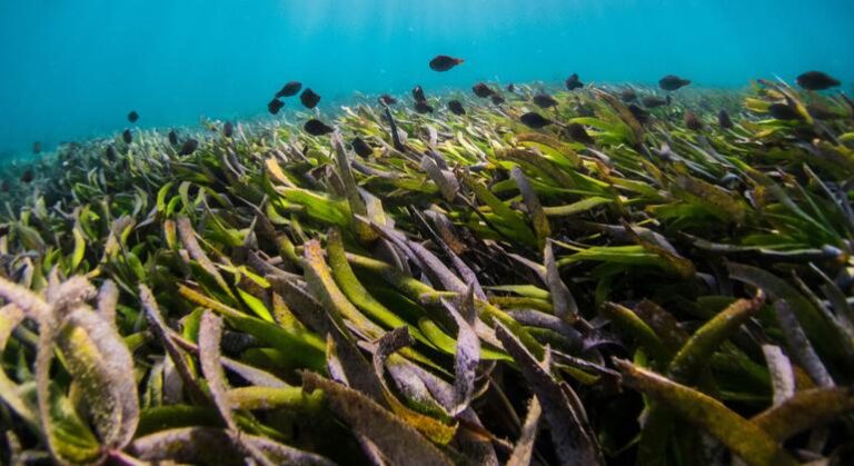 Relatora diz, em Genebra, que proteção dos oceanos é um direito humano