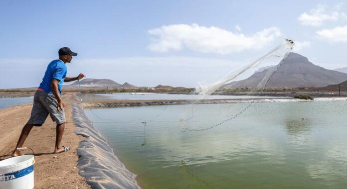 FAO elogia entrada em vigor de acordo internacional para proteger pesca