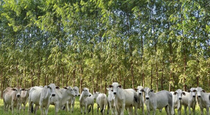 Agricultura sustentável promove conservação e empregos na Amazônia e no Agricultura sustentável promove conservação e empregos na Amazônia e no Cerrado