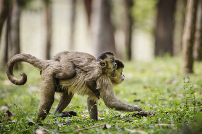 Veja roteiro cultural em SP durante recesso - 26/12/2025 - Veja roteiro cultural em SP durante recesso - 26/12/2025 - Passeios