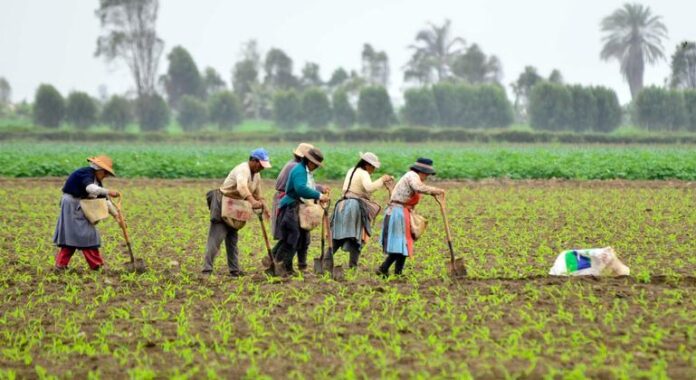 80% dos trabalhadores rurais da América Latina ainda estão na 80% dos trabalhadores rurais da América Latina ainda estão na informalidade