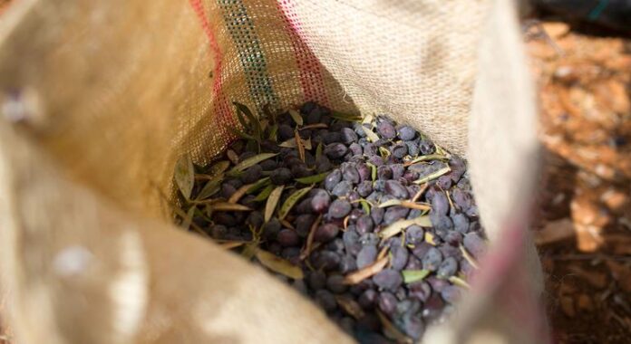 OMC aprova contramedidas da UE contra Estados Unidos no litígio OMC aprova contramedidas da UE contra Estados Unidos no litígio das azeitonas