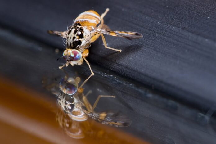 7 insetos encontrados no corpo humano durante uma colonoscopia 7 insetos encontrados no corpo humano durante uma colonoscopia