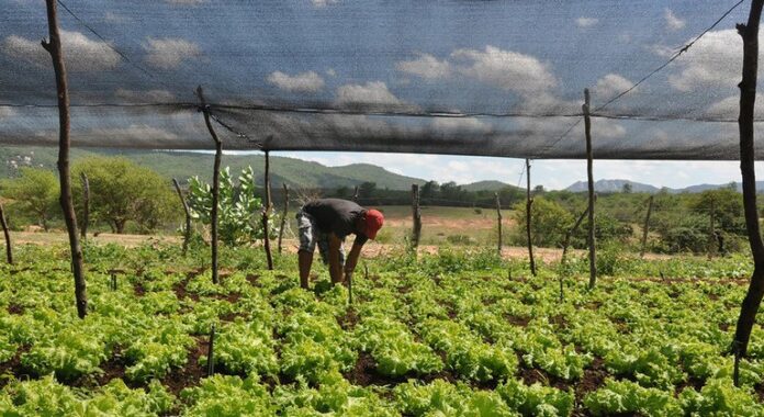 Agricultura familiar no Brasil ganha apoio do Banco Mundial para clima e geração de empregos