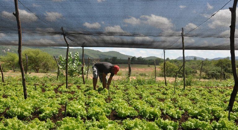Agricultura familiar no Brasil ganha apoio do Banco Mundial para clima e geração de empregos