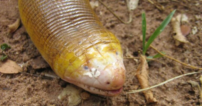 Os animais escavadores que podem inspirar novas tecnologias