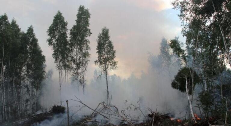 Florestas em Portugal impulsionam transição verde apesar de incêndios