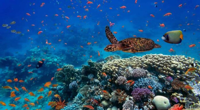 Modelo brasileiro usa IA para proteger biodiversidade no mar