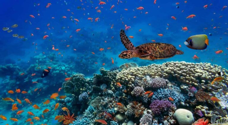 Modelo brasileiro usa IA para proteger biodiversidade no mar