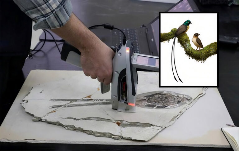 Cientistas descobrem nova ave da época dos dinossauros