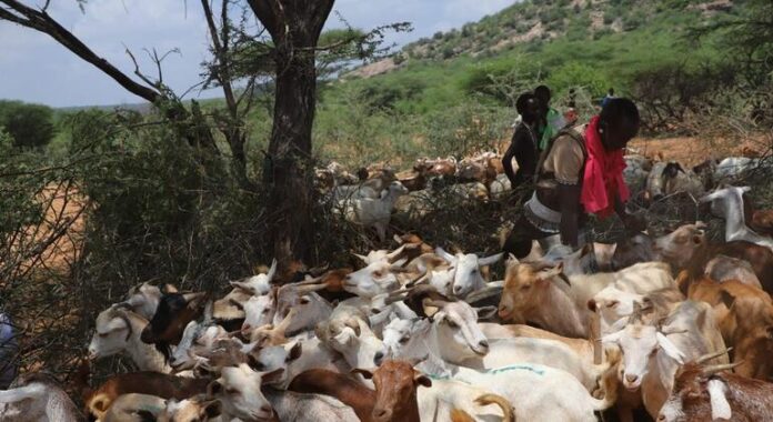 FAO alerta para riscos crescentes de doenças animais transfronteiriças FAO alerta para riscos crescentes de doenças animais transfronteiriças