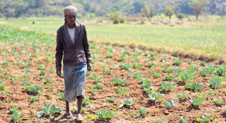 Angola aposta em iniciativa para transformar setor agrícola