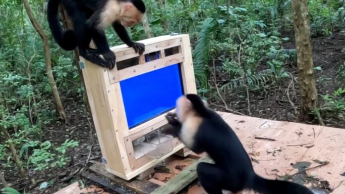 Cientistas adotam IA para conseguir estudar macacos no habitat natural