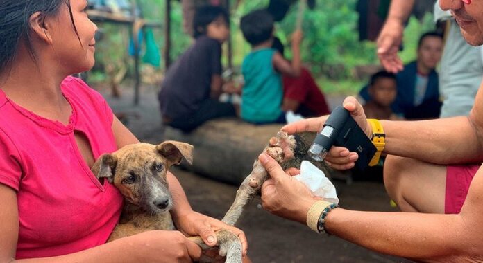 Chile elimina raiva transmitida por cães como problema de saúde Chile elimina raiva transmitida por cães como problema de saúde pública
