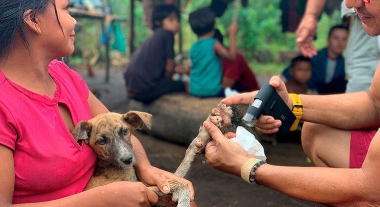 Chile elimina raiva transmitida por cães como problema de saúde pública