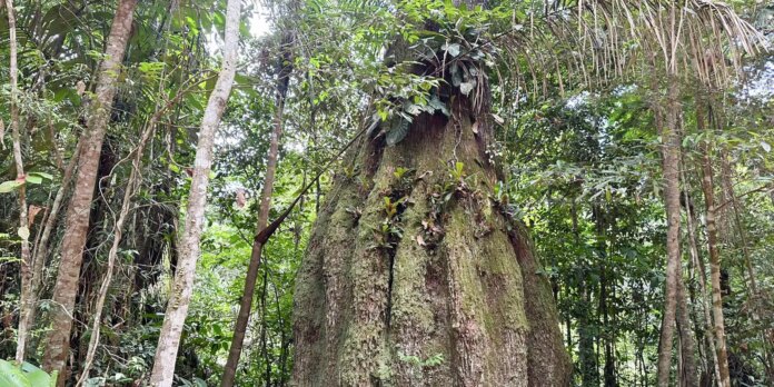 Governo cria reservas de desenvolvimento sustentável no Amazonas Governo cria reservas de desenvolvimento sustentável no Amazonas